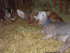 Goats at 2008 ADGA Nationals